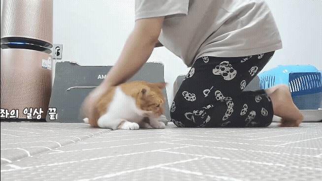 [똥괭이네] 무던한 고양이.gif | 인스티즈