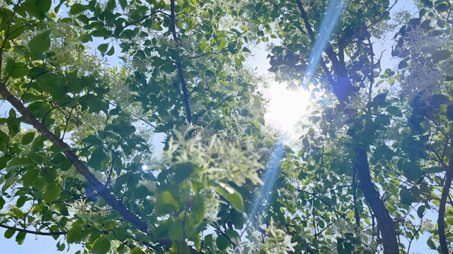 다음주가 절정인 사람들이 잘 모르는 진천 숨은 명소 이팝나무 길 | 인스티즈