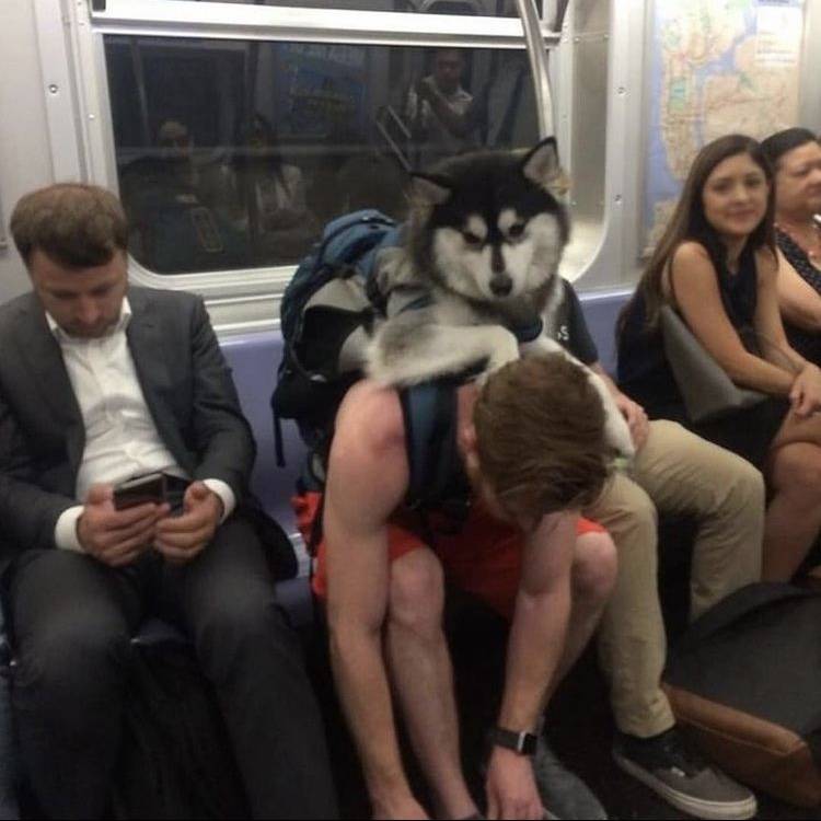 담겨있지 않은 개는 뉴욕 지하철을 탈 수 없습니다 | 인스티즈
