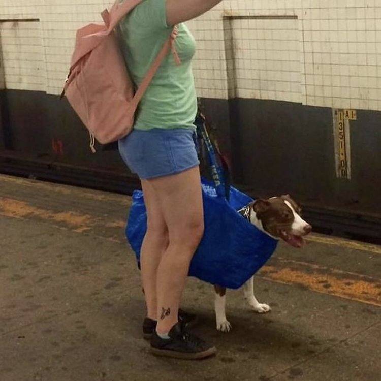 담겨있지 않은 개는 뉴욕 지하철을 탈 수 없습니다 | 인스티즈