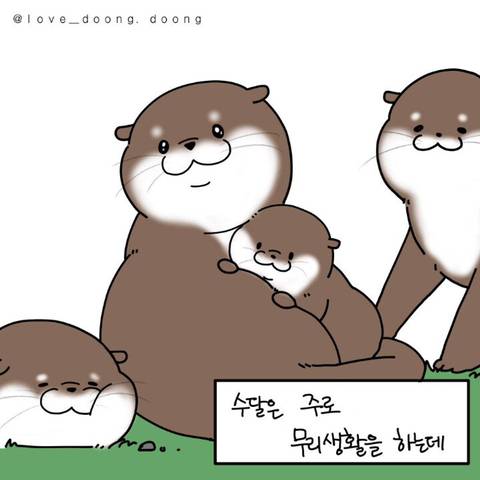 새끼를 낳으면 자랑하는 습성이 있는 어미수달 | 인스티즈