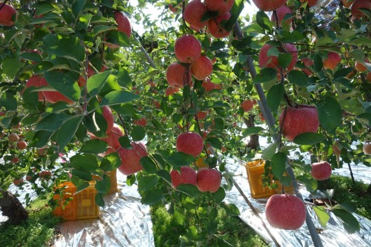 이 시각 농촌의 가을 | 인스티즈