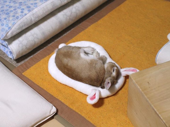 토끼 침대 위에서 자는 토끼 | 인스티즈