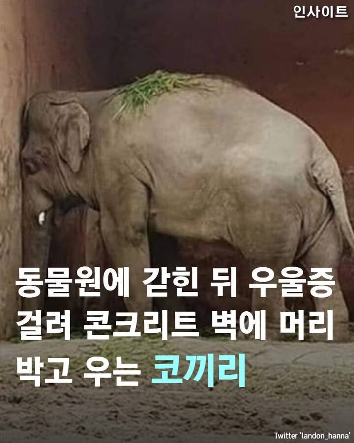 동물원에 갇힌 뒤 우울증 걸려 콘크리트 벽에 머리 박고 우는 코끼리 | 인스티즈