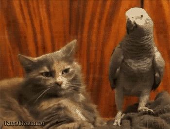 a99f944c566c71341d2cedb051e56693.gif