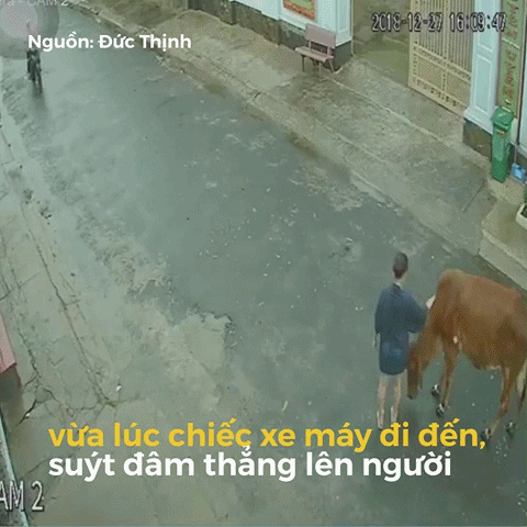 여자에게 옆차기 날리는 소 | 인스티즈