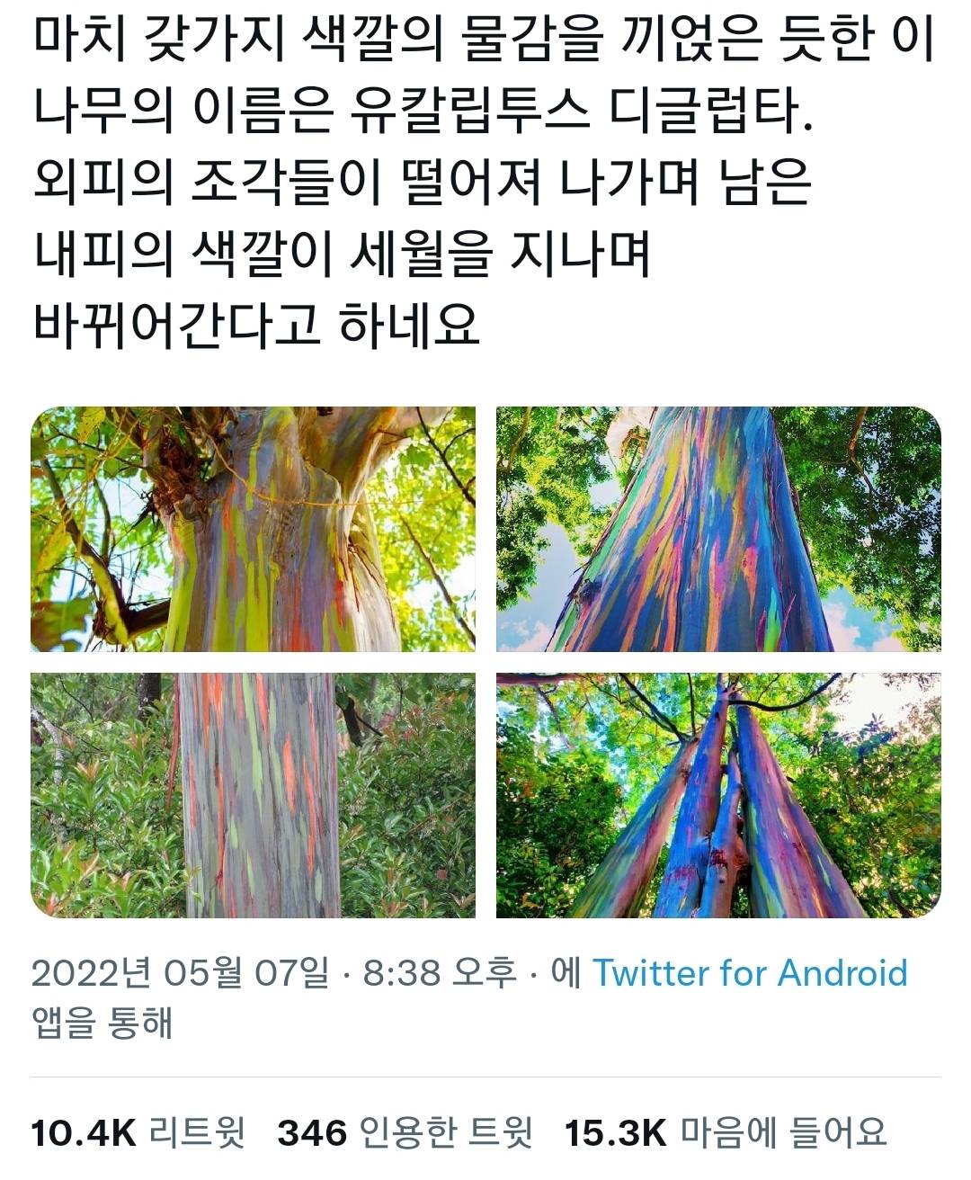 마치 갖가지 색깔의 물감을 끼얹은 듯한 나무.jpg | 인스티즈