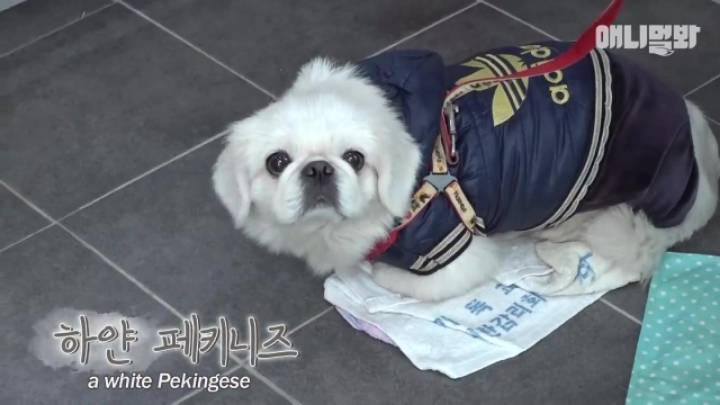 산책로 화장실에 유기된 강아지의 사연.jpg | 인스티즈