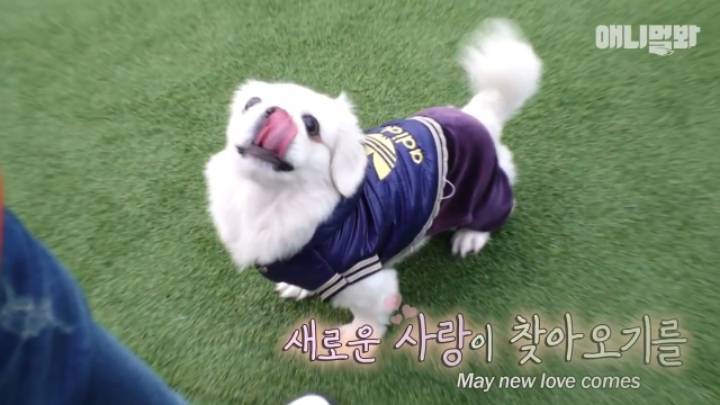 산책로 화장실에 유기된 강아지의 사연.jpg | 인스티즈