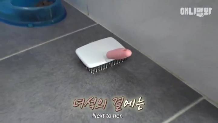 산책로 화장실에 유기된 강아지의 사연.jpg | 인스티즈