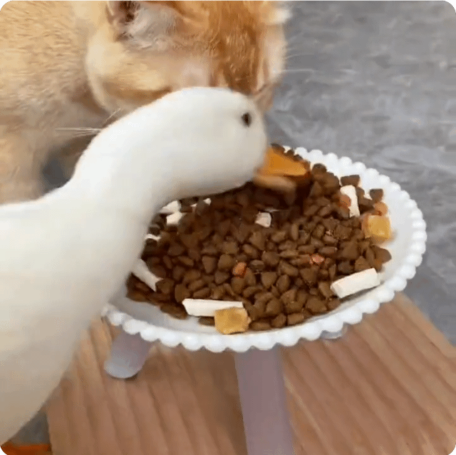 썸네일-고양이 밥 먹는거 방해하는 양아치 오리-이미지