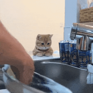 설거지 구경하는 고양이.gif | 인스티즈