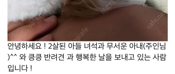 강아지 분양 보낼 때 신혼부부는 1순위로 거르는 이유.JPG | 인스티즈