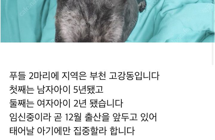 강아지 분양 보낼 때 신혼부부는 1순위로 거르는 이유.JPG | 인스티즈