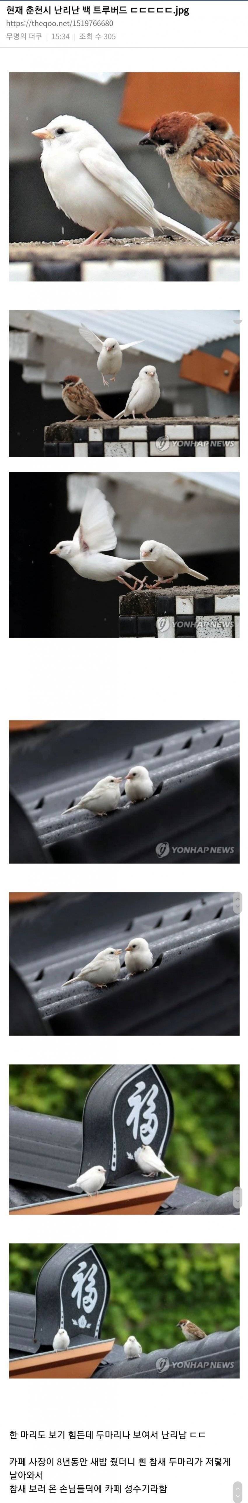 춘천에 나타난 흰 참새 (20.07.) | 인스티즈