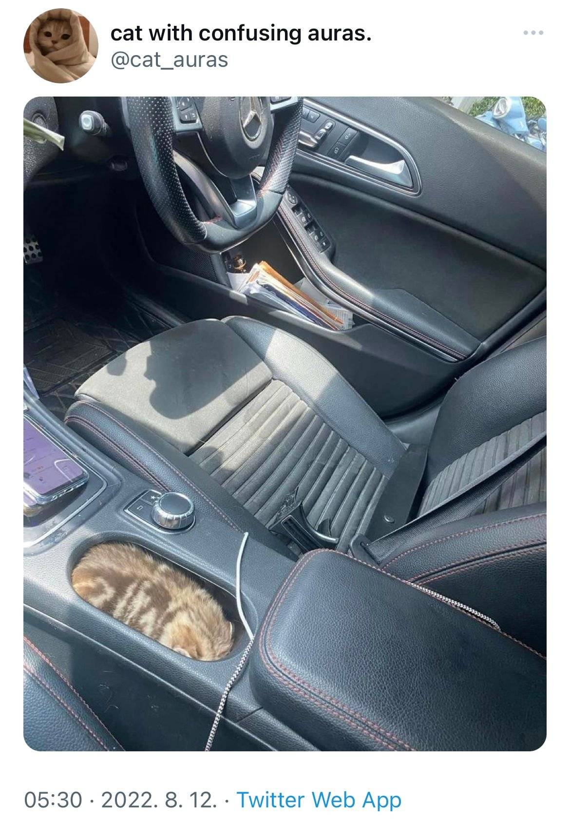 자동차에 있는 고양이 자리 | 인스티즈