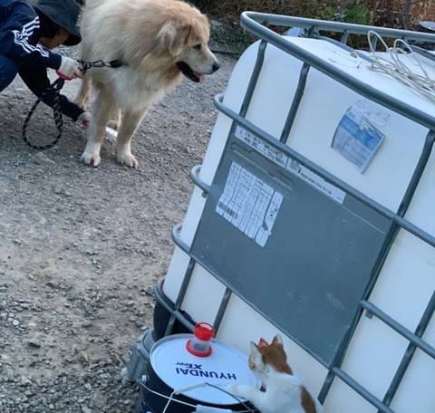 [고양이] 농장 고양이들 행복해보야 | 인스티즈