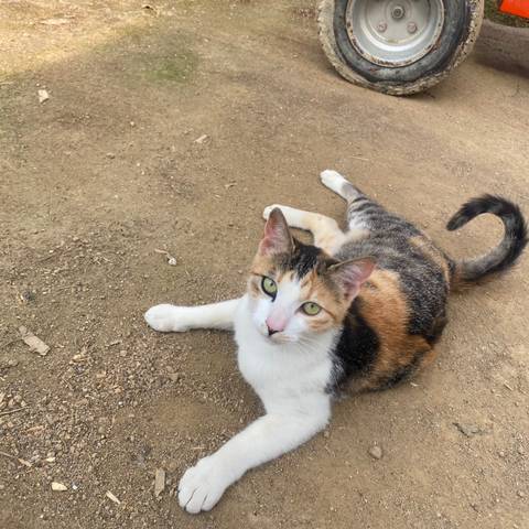 [고양이] 농장 고양이들 행복해보야 | 인스티즈