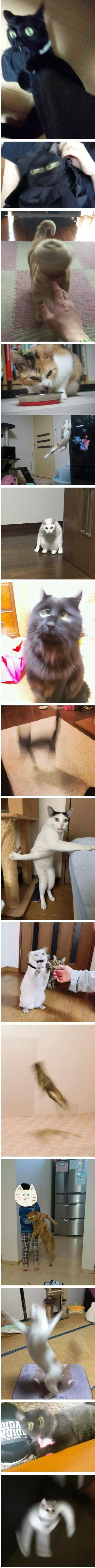 망한 고양이 사진 대회 | 인스티즈