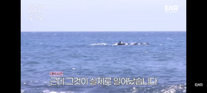 [우영우] 돌고래 목격담 자랑하러 온 박은빈 강태오 | 인스티즈