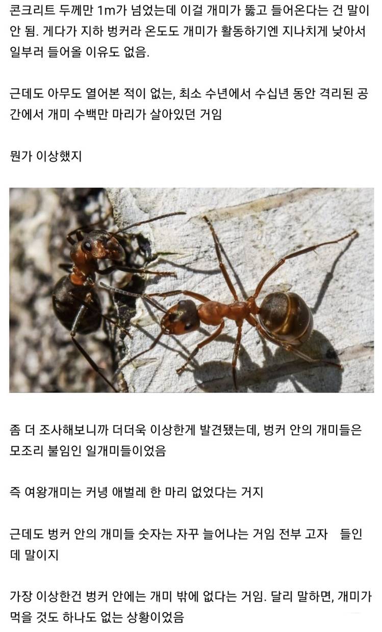 폴란드의 버려진 핵 벙커에서 발견된 개미 세계 | 인스티즈