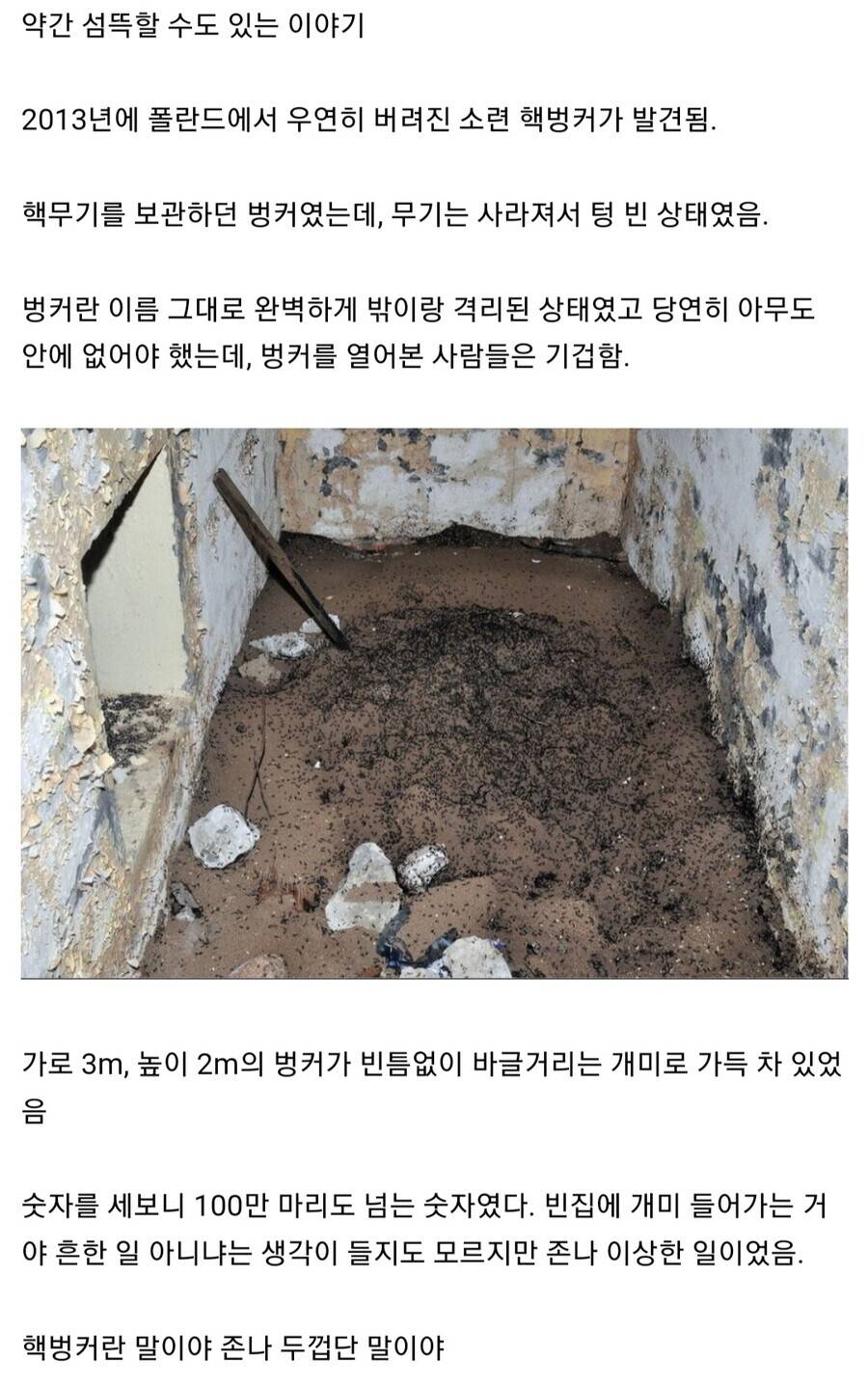 폴란드의 버려진 핵 벙커에서 발견된 개미 세계 | 인스티즈