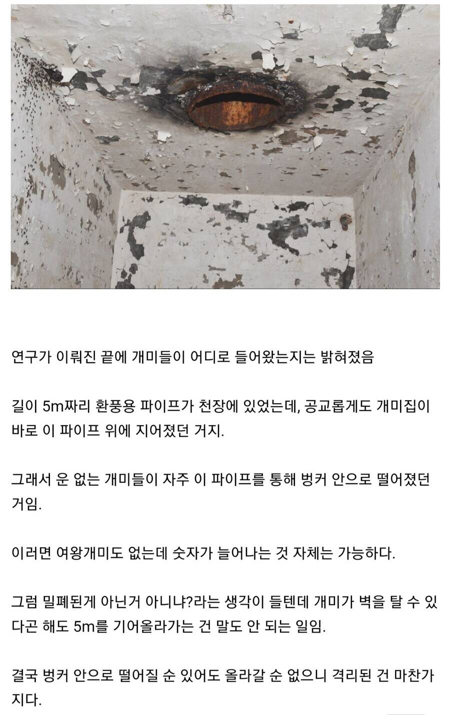 폴란드의 버려진 핵 벙커에서 발견된 개미 세계 | 인스티즈