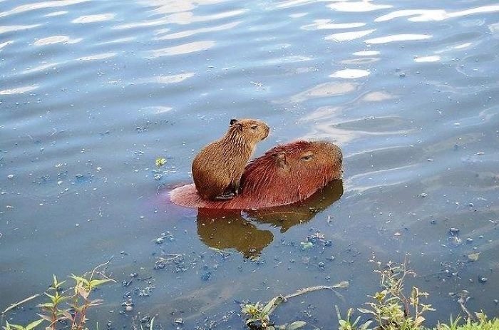 너무 귀여운 아기 카피바라 | 인스티즈