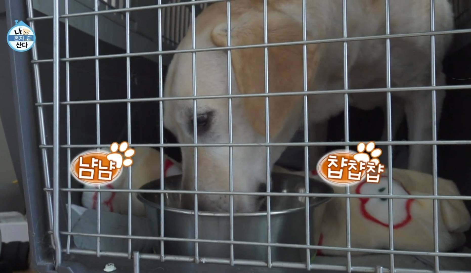 nokbeon.net-하루에 4번씩 산책하는 크러쉬 [나혼자산다]-5번 이미지