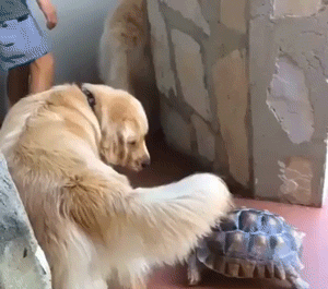 거북이 기다려주는 댕댕이 | 인스티즈