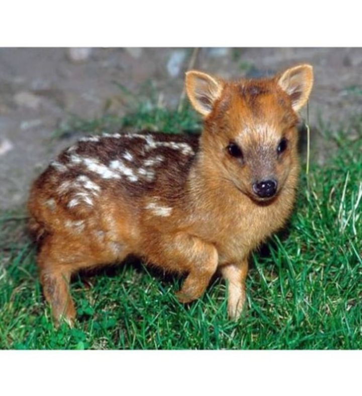 아기사슴으로 오해받는 멸종위기종 푸두.jpg | 인스티즈