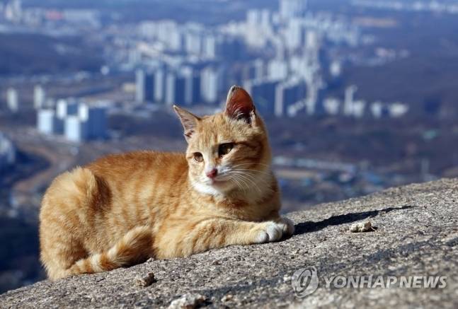 북한산 고양이의 여유 | 인스티즈