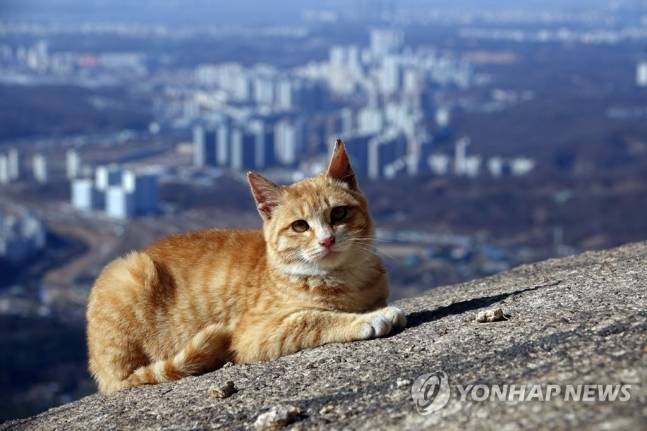 북한산 고양이의 여유 | 인스티즈
