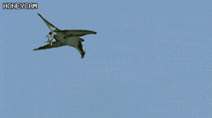 독수리의 광어사냥.gif | 인스티즈