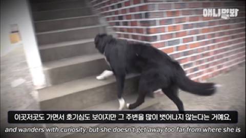 nokbeon.net-새로 생긴 가족이 너무 좋았던 강아지가 매일 한 행동.jpg-32번 이미지