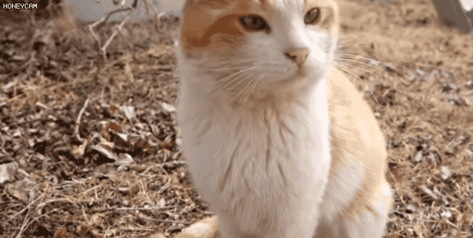 하하하채널 노랑 뚱땅이..jpgif - 인스티즈(instiz) 이슈 카테고리