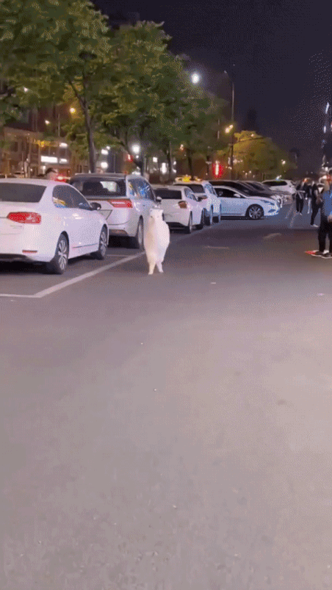 nokbeon.net-귀엽게 뛰어오는 알파카.gif-1번 이미지