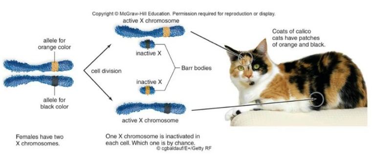 생물학 관련 tmi 삼색고양이 | 인스티즈