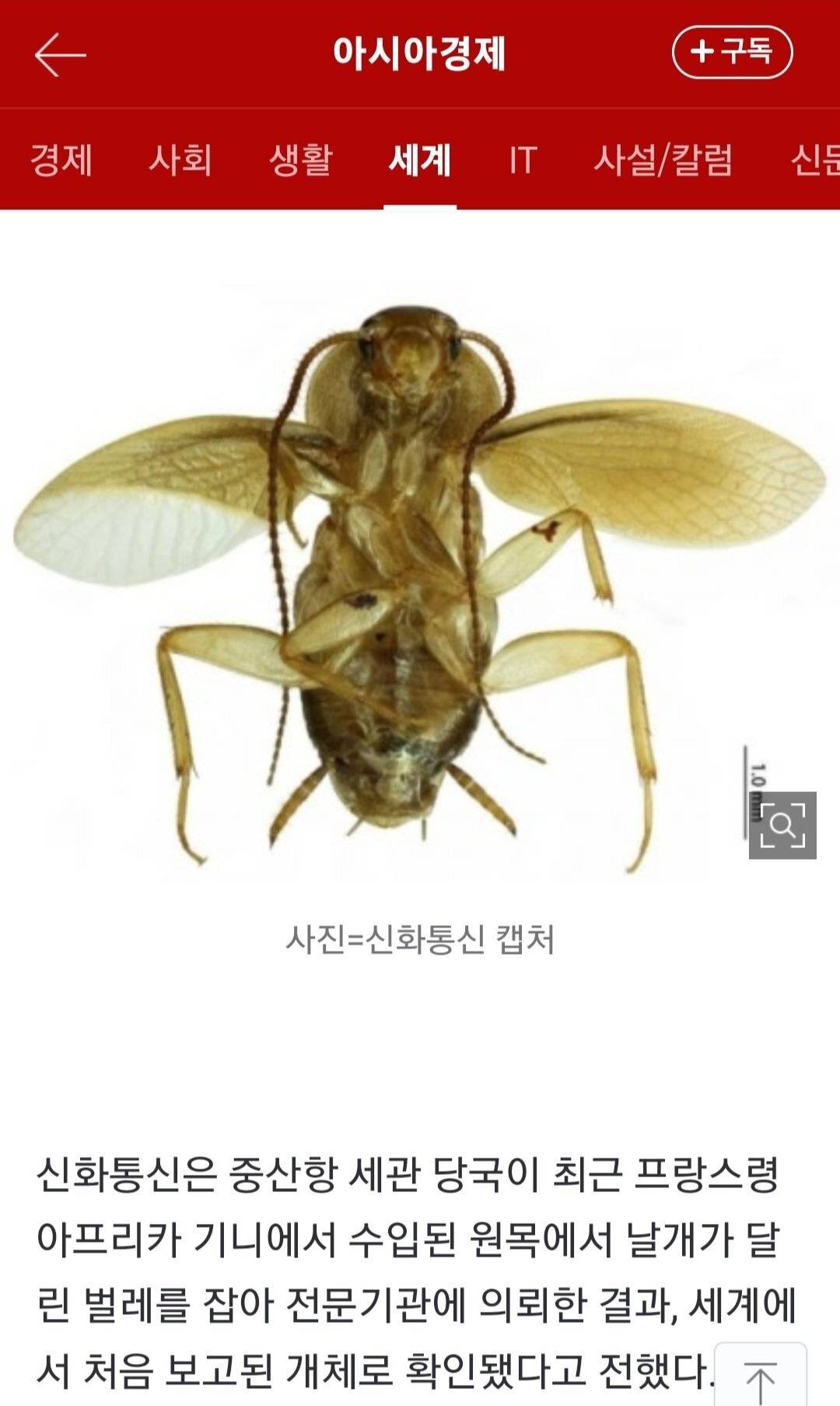 중국에서 신종 바퀴벌레 발견 | 인스티즈