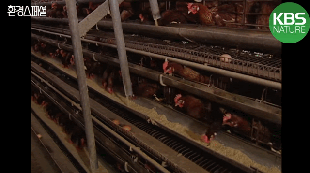 닭을 보름동안 굶기면 얻을 수 있는 것 | 인스티즈