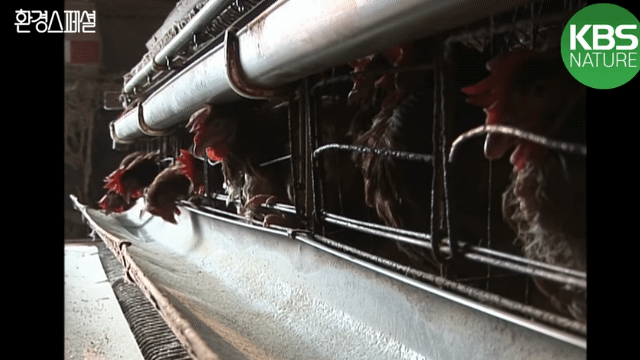 닭을 보름동안 굶기면 얻을 수 있는 것 | 인스티즈