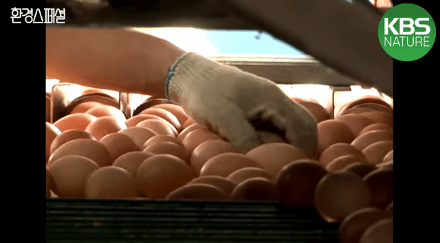 닭을 보름동안 굶기면 얻을 수 있는 것 | 인스티즈