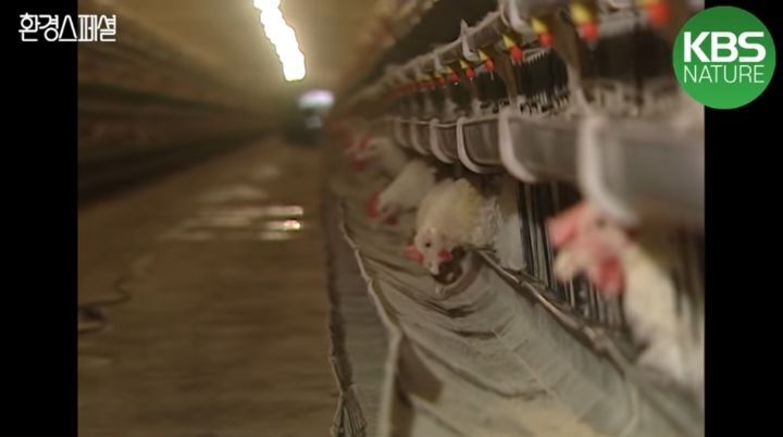 닭을 보름동안 굶기면 얻을 수 있는 것 | 인스티즈