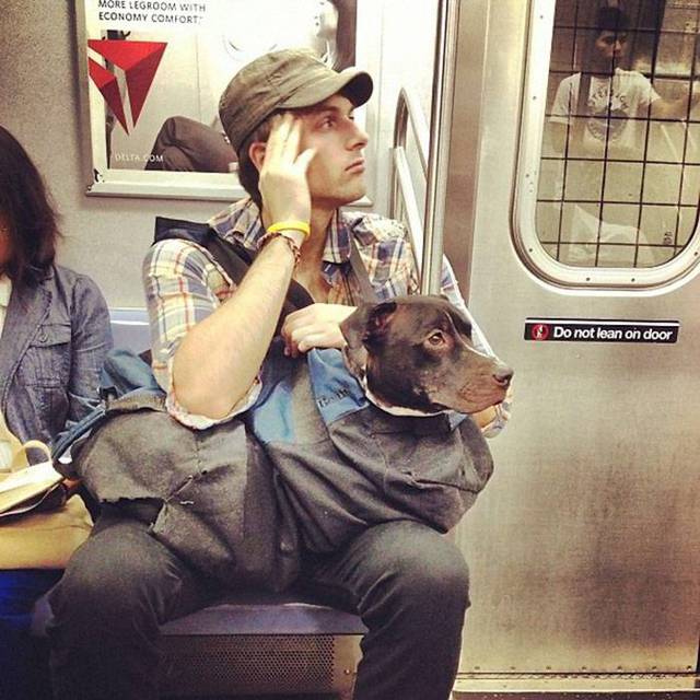 뉴욕에 사는 강아 지하철을 타는 방법 | 인스티즈