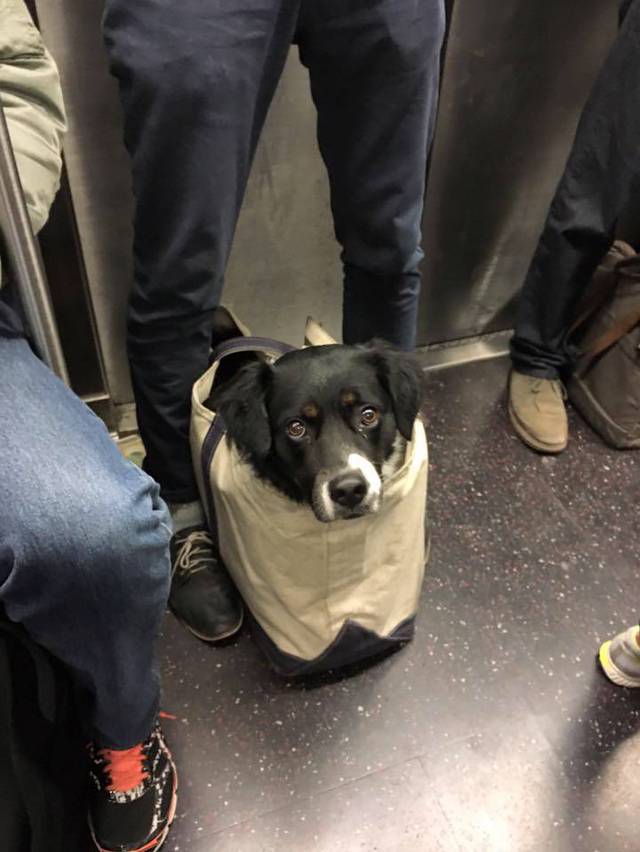 뉴욕에 사는 강아 지하철을 타는 방법 | 인스티즈