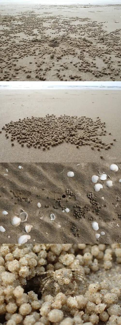 서해안에 모래 경단이 있는 이유.jpg | 인스티즈