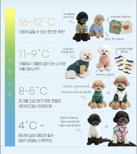 강아지 기온별 옷차림 | 인스티즈