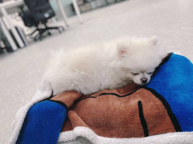 nokbeon.net-울 강쥐 첫출근했는데 업무방해죄로 고소당함-3번 이미지