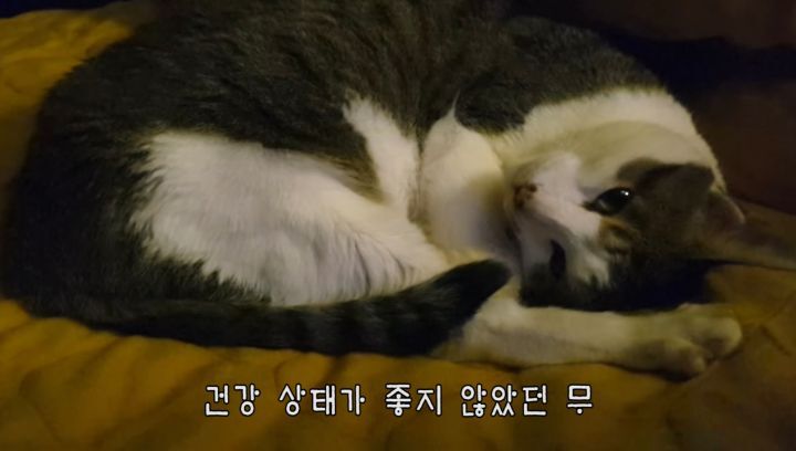 [hahaha] 멸치를 정말 좋아하는 고양이 무♡ | 인스티즈