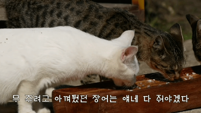 [hahaha] 멸치를 정말 좋아하는 고양이 무♡ | 인스티즈